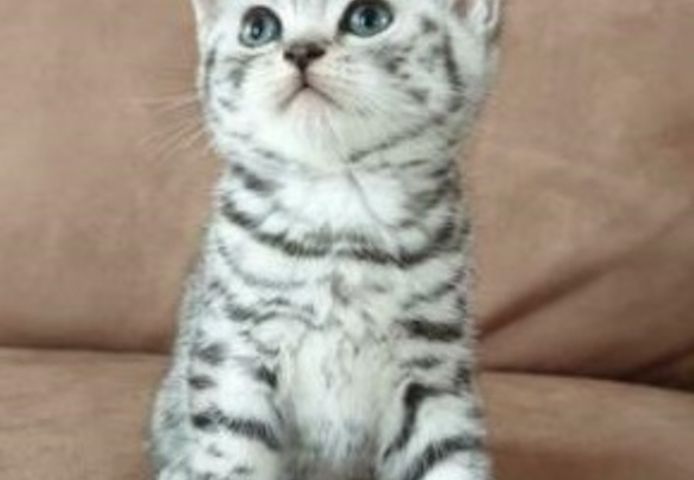 BKH Kitten,