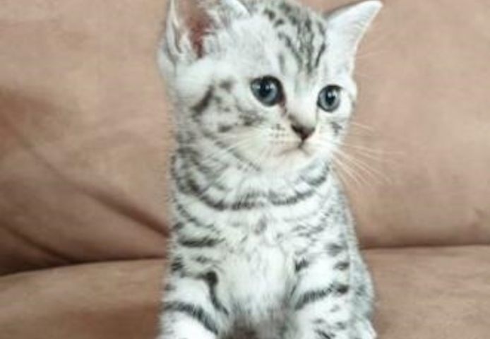 BKH Kitten,