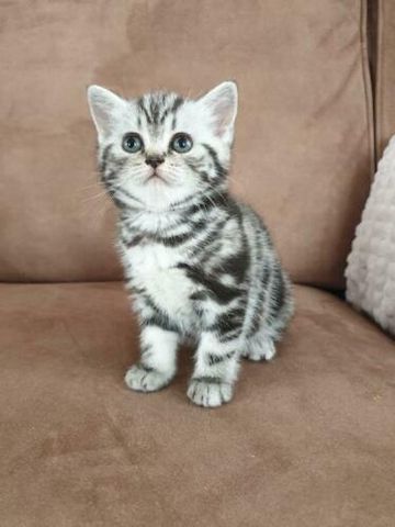 BKH Kitten,