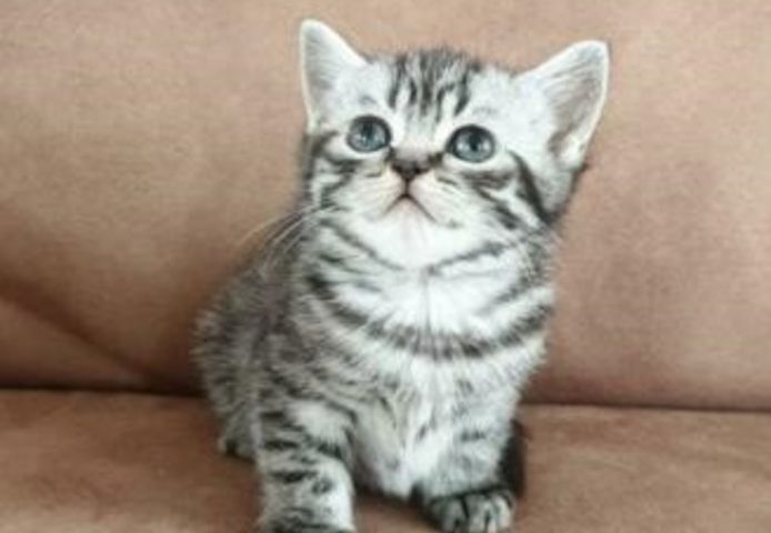 BKH Kitten,