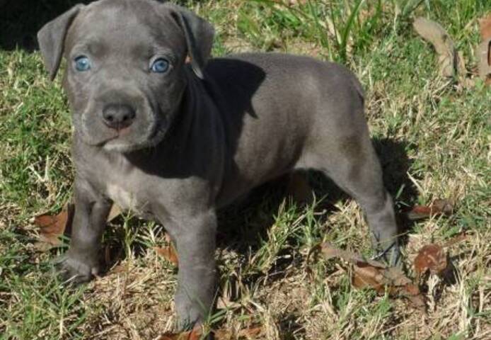 Pitbull Blueline welpen.