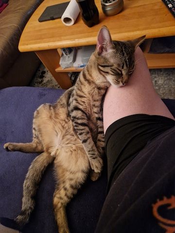 Bengal-Mix Kater