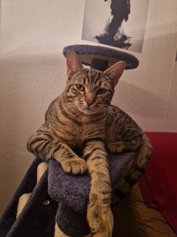 Bengal-Mix Kater
