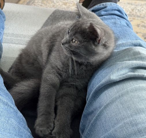 Britisch Kurzhaar Kater