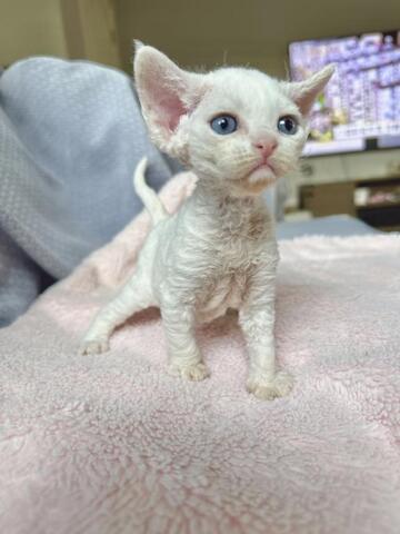 Devon Rex Kätzchen.