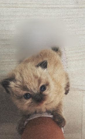 Perser/Ragdoll