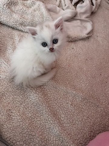 Perser/Ragdoll