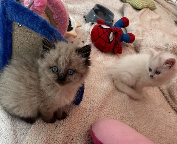 Perser/Ragdoll