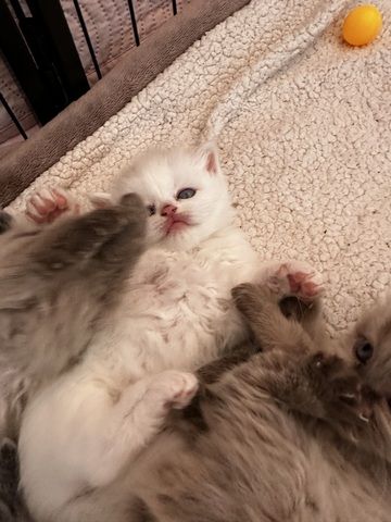 Perser/Ragdoll