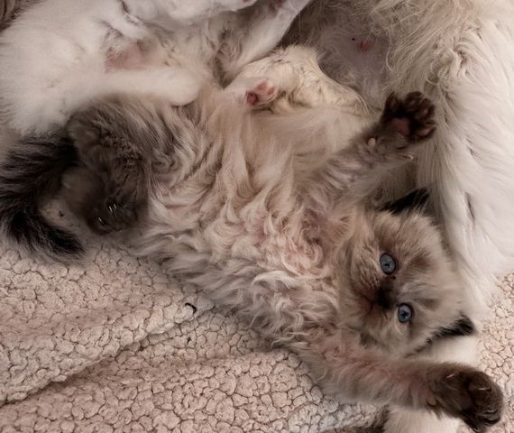 Perser/Ragdoll