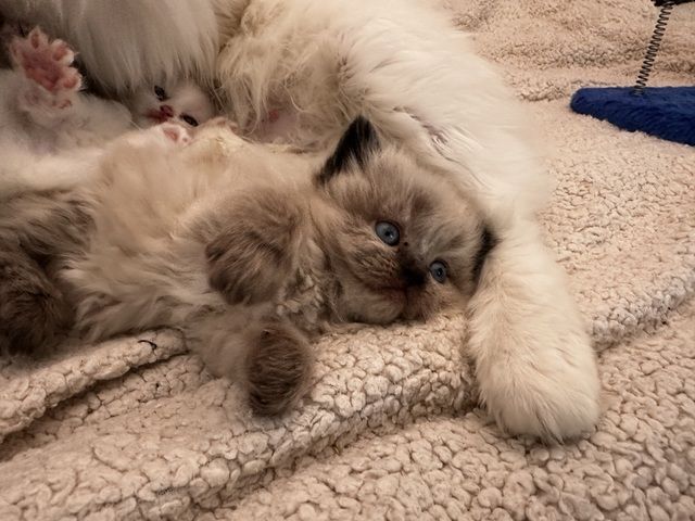 Perser/Ragdoll