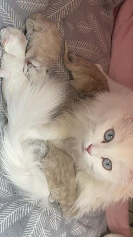 Perser/Ragdoll