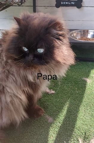 Perser/Ragdoll