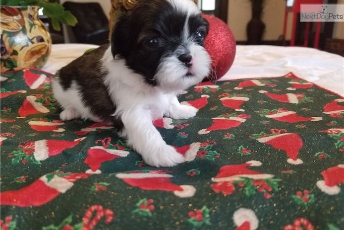 Shih Tzu Welpen