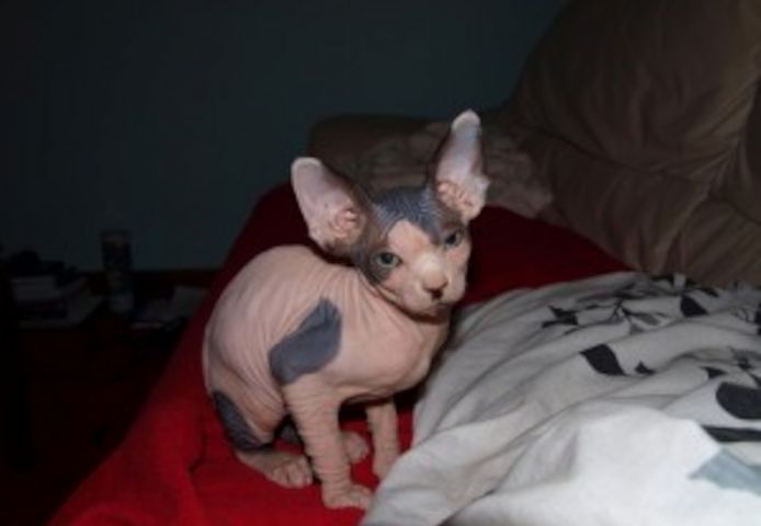 Sphynx-Kätzchen