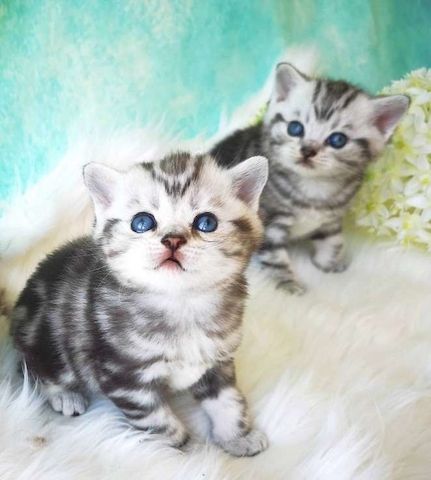 2 BKH-kitten Reinrassig