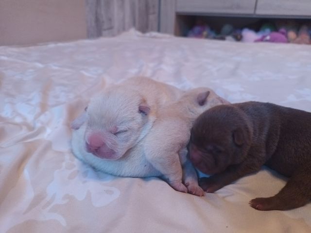 Shar Pei Welpen geb 25.04.25