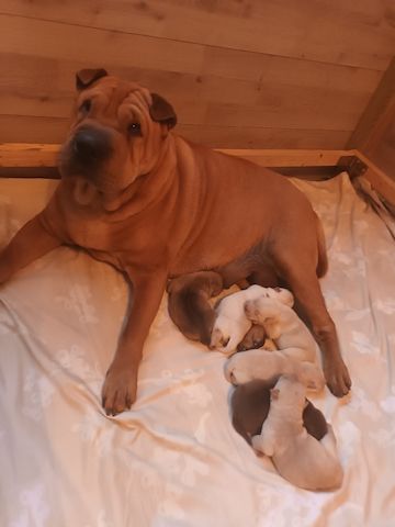 Shar Pei Welpen geb 25.04.25