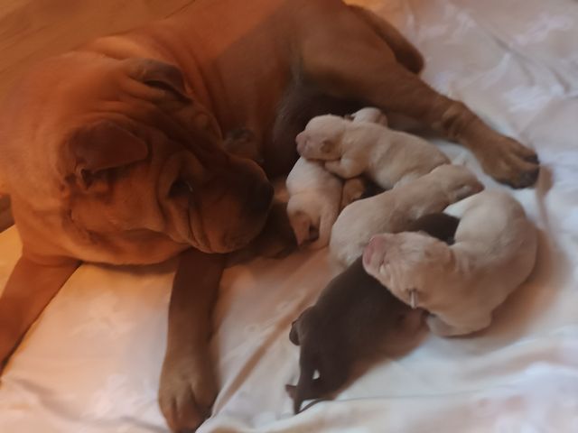 Shar Pei Welpen geb 25.04.25
