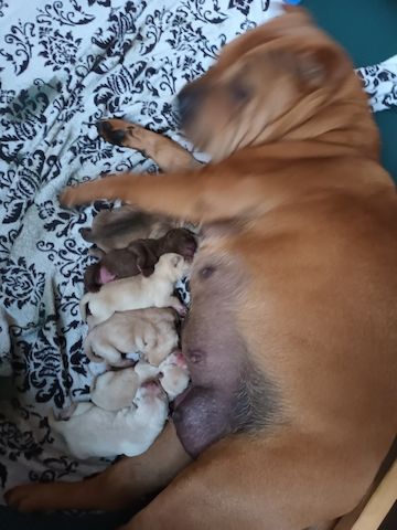 Shar Pei Welpen geb 25.04.25