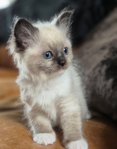 Wunderschöne Ragdoll-Kätzchen