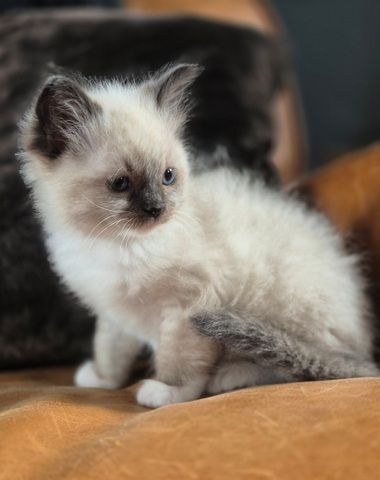 Wunderschöne Ragdoll-Kätzchen
