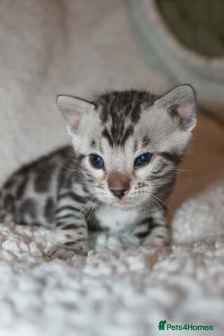 BENGAL KITTEN