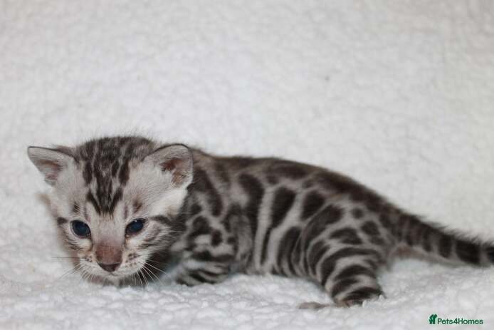 BENGAL KITTEN