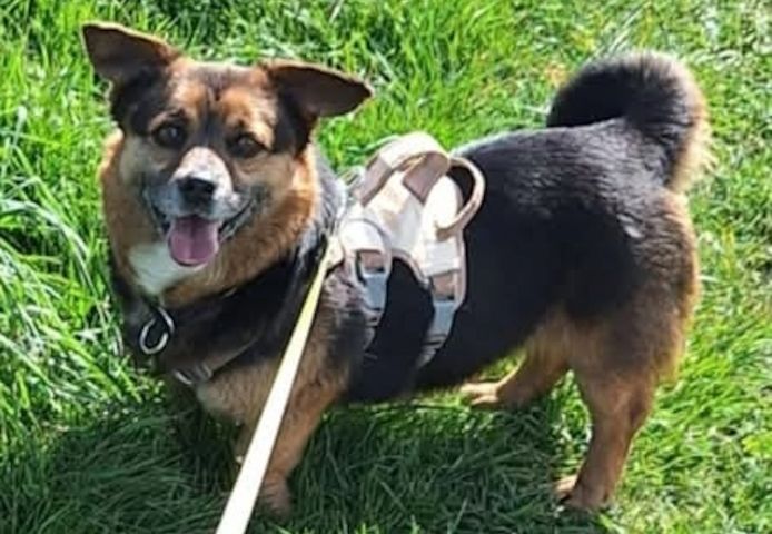 Katja, a.d.Tierschutz, 3 Jahre, 30cm, sucht ihr Happy-Home