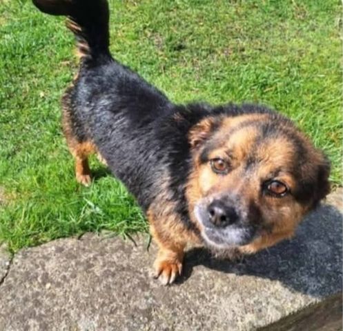 Katja, a.d.Tierschutz, 3 Jahre, 30cm, sucht ihr Happy-Home