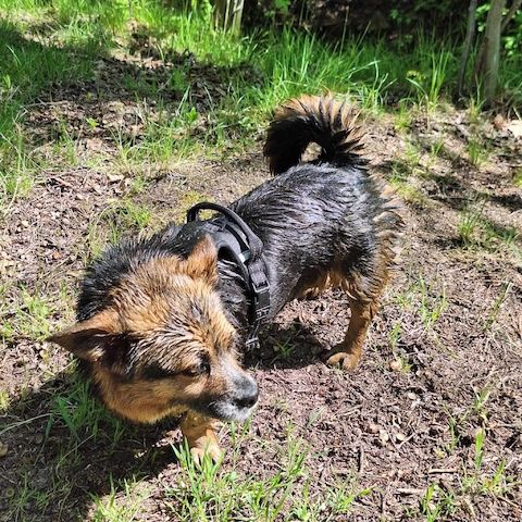 Katja, a.d.Tierschutz, 3 Jahre, 30cm, sucht ihr Happy-Home