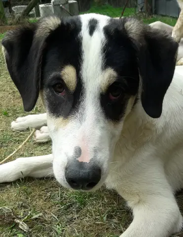 Frodo
