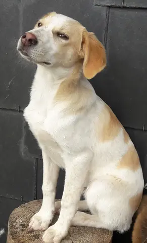Timo
