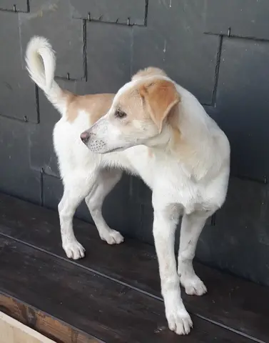 Timo