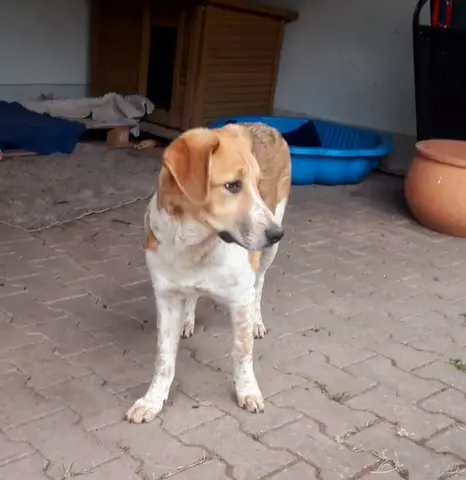 Timo