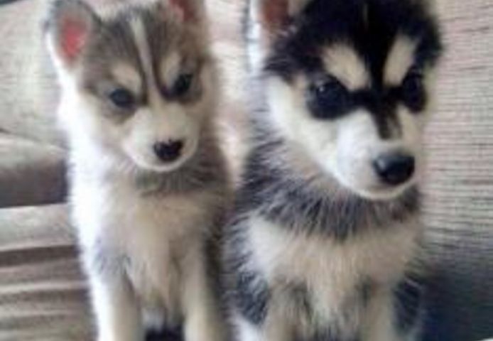 liebevolles Pomsky Welpen mit Papieren 