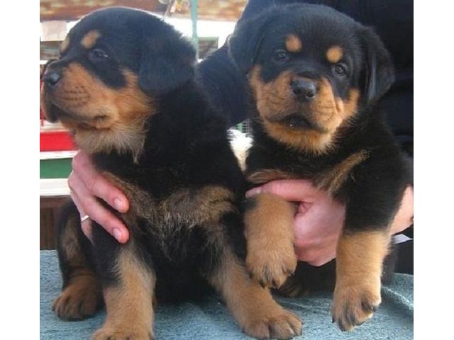 liebevolles ADRK Rottweilerwelpen abzugeben 
