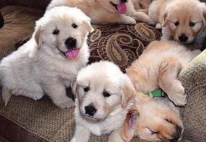 liebevolles Golden Retriever Welpen
