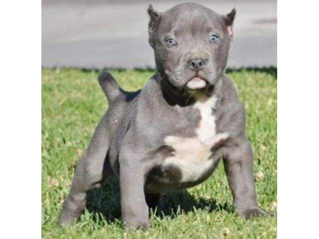 liebevolles American Welpen Blue-Line Pit Bull Terrier 