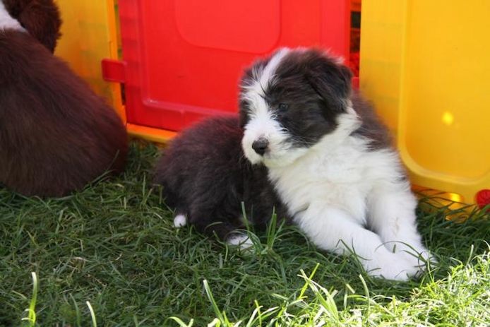 Welpen Bearded Collie wir sind bereit für die neuen Dosenöffner