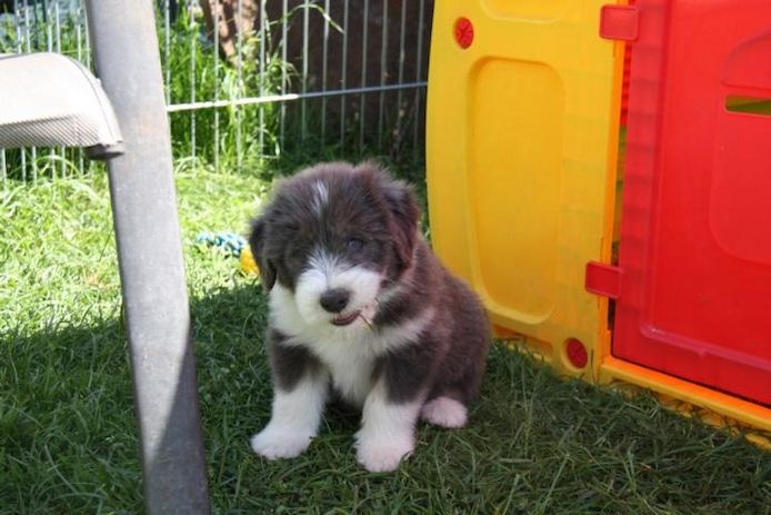 Welpen Bearded Collie wir sind bereit für die neuen Dosenöffner