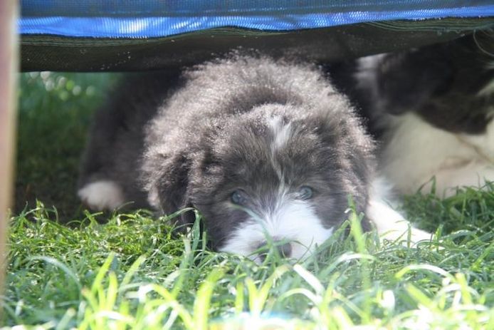 Welpen Bearded Collie wir sind bereit für die neuen Dosenöffner
