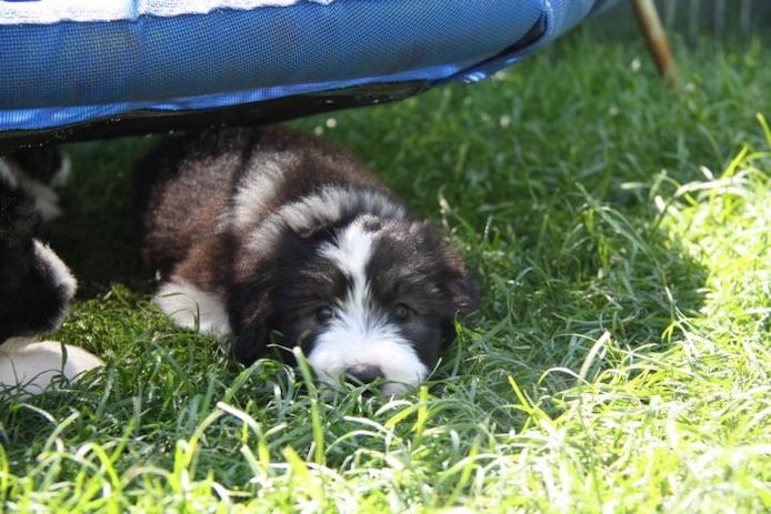 Welpen Bearded Collie wir sind bereit für die neuen Dosenöffner