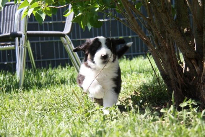 Welpen Bearded Collie wir sind bereit für die neuen Dosenöffner