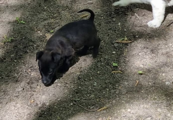 Yorkshire Terrier-Mix-Welpen – letzte zwei suchen ihr Zuhause!