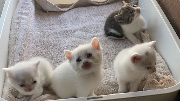 Einzigartiger weißer  Baby-Kater Mutter Kaho Manee -BKH - Mix Vater Maine Coone  BKH Mix 300€