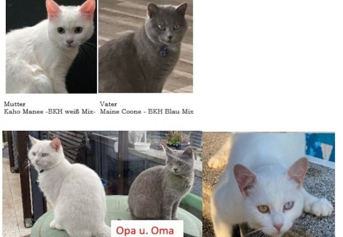 Einzigartiger weißer  Baby-Kater Mutter Kaho Manee -BKH - Mix Vater Maine Coone  BKH Mix 300€
