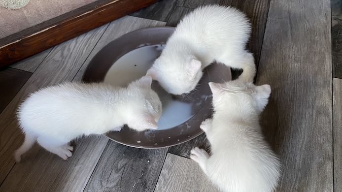 Einzigartiger weißer  Baby-Kater Mutter Kaho Manee -BKH - Mix Vater Maine Coone  BKH Mix 300€