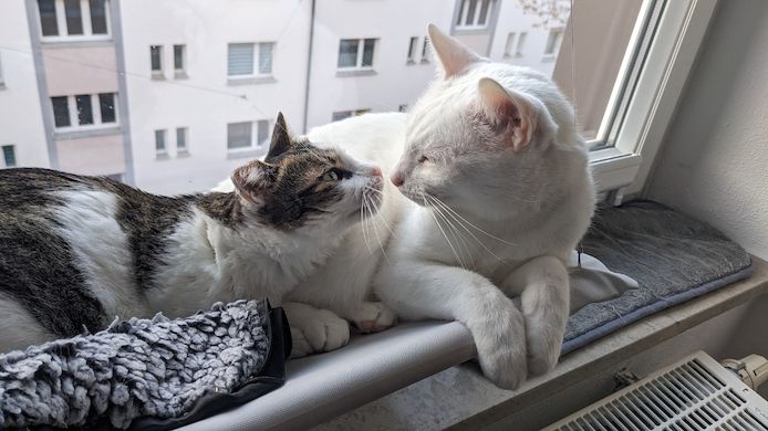 Jerry & Aspita Schmusekatzen suchen ein Zuhause