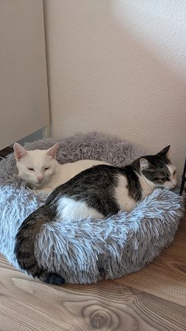 Jerry & Aspita Schmusekatzen suchen ein Zuhause